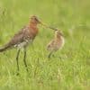 Weidevogelseizoen 2024 geeft turbulent beeld door regen en roofdieren